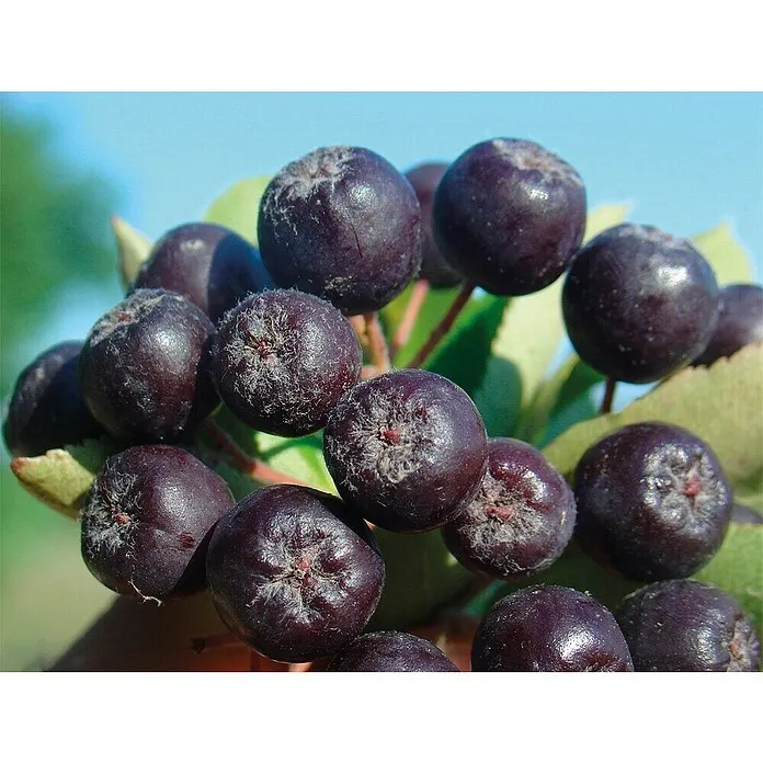 Aronija Nero