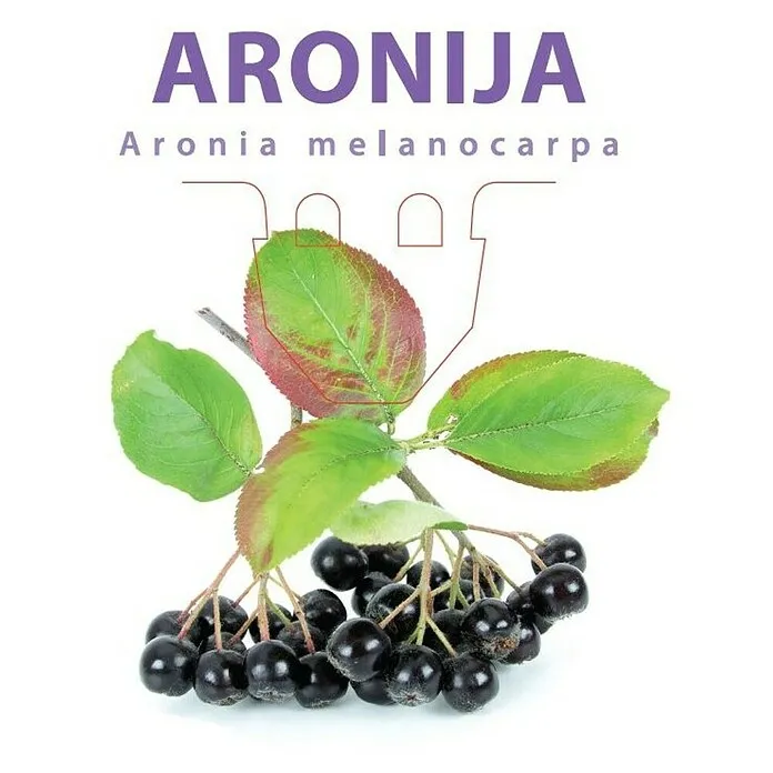 Aronija