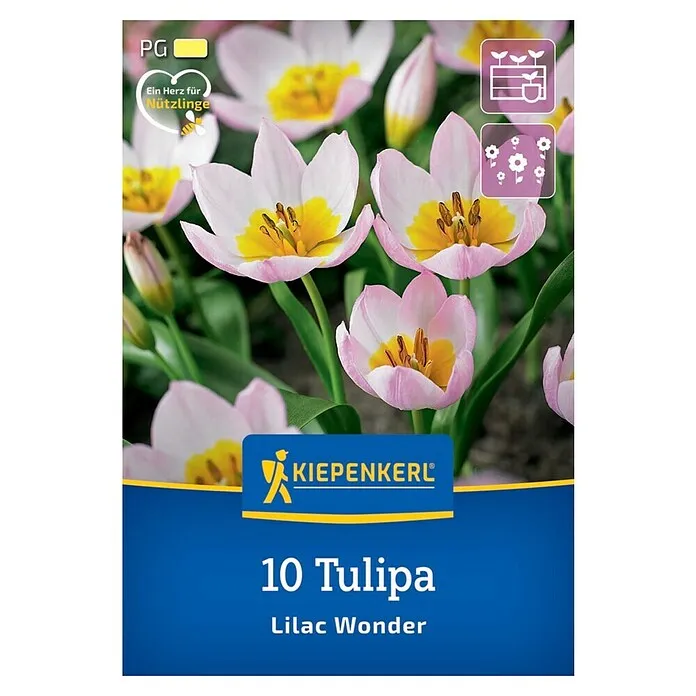 Cvjetne lukovice Lilac Wonder