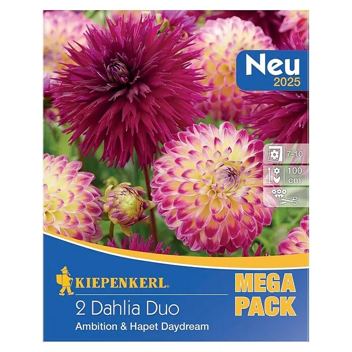 Dalija Duo Ambition & Hapet Daydream