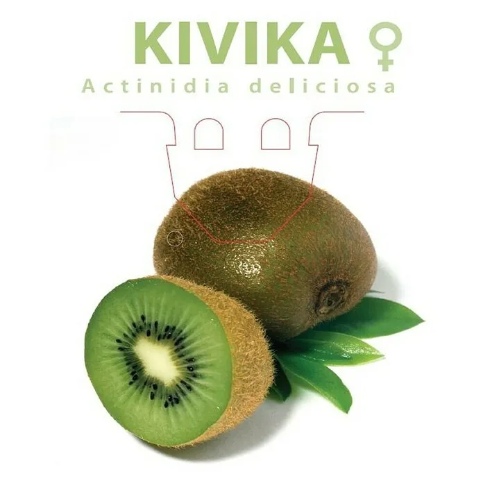 Kivi