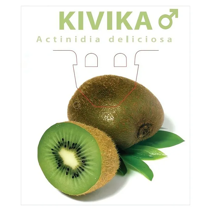 Kivi