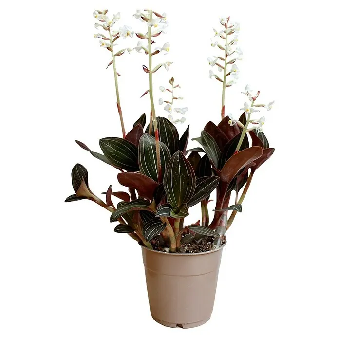Ludisia discolor