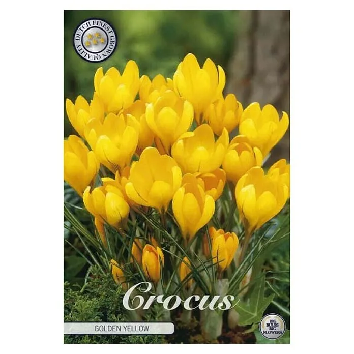 Lukovice proljetnog cvijeća Šafran Golden Yellow