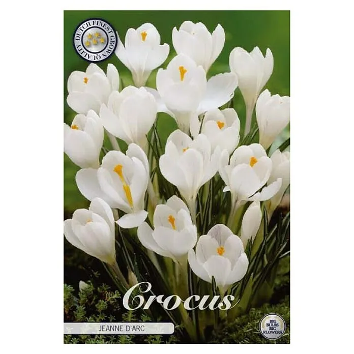 Lukovice proljetnog cvijeća Crocus Vernus Jeanne D Arc