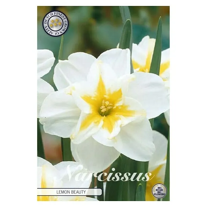 Lukovice proljetnog cvijeća Narcisa Splitcrown Lemon Beauty