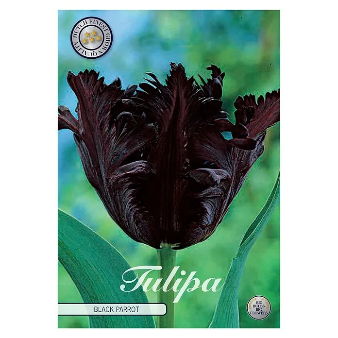 Lukovice proljetnog cvijeća Tulipan Black Parrot