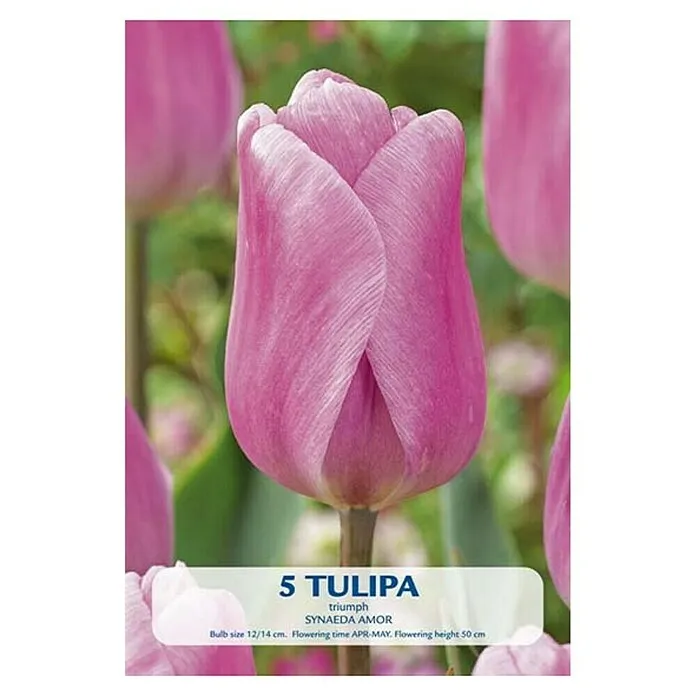 Lukovice proljetnog cvijeća Tulipan Synade Amor