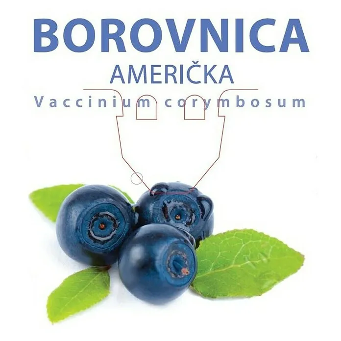 Sadnica borovnice