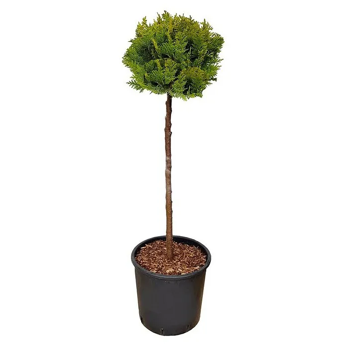 Thuja occidentalis Aurea Nana Kugla