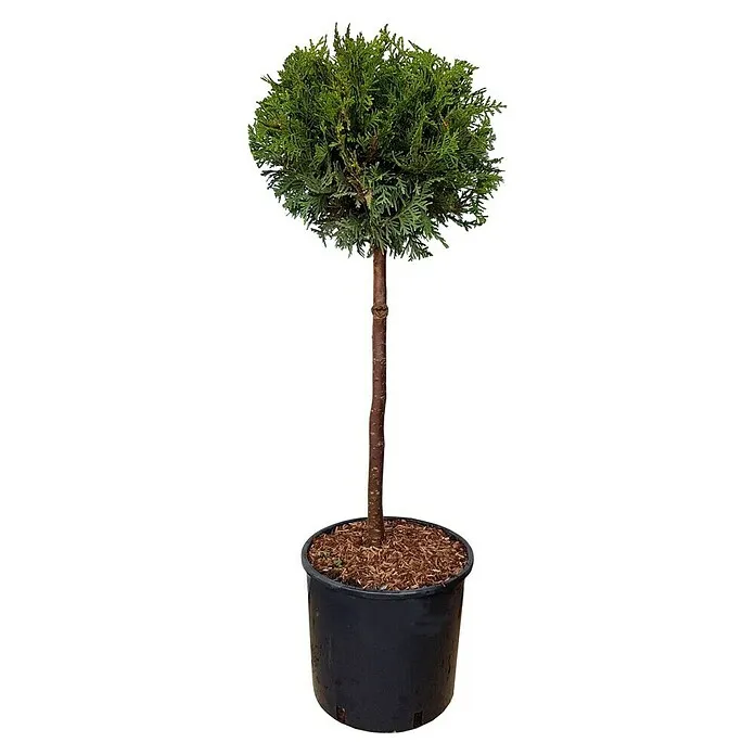 Thuja occidentalis Brabant Kugla