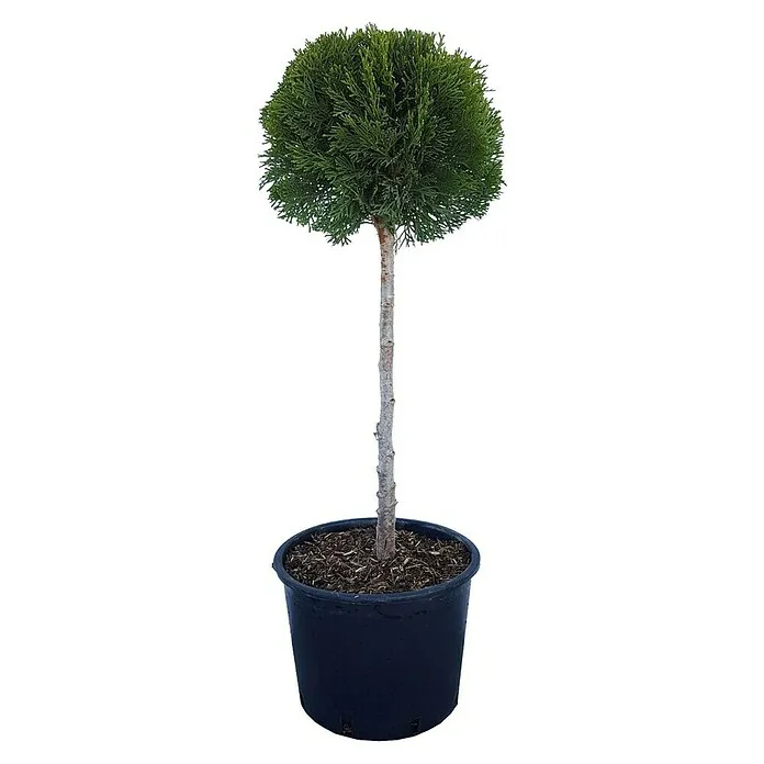 Thuja occidentalis Smaragd Kugla