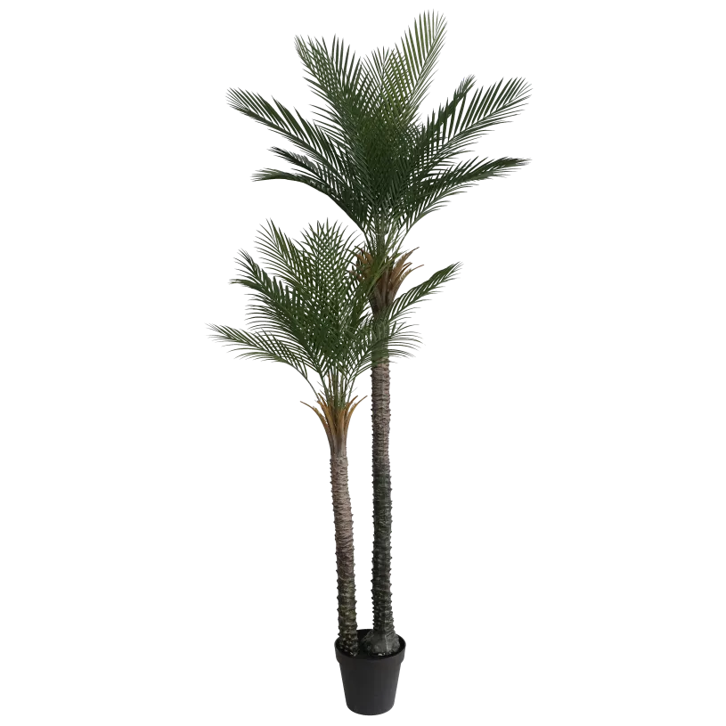 Cvijet PALM TREE