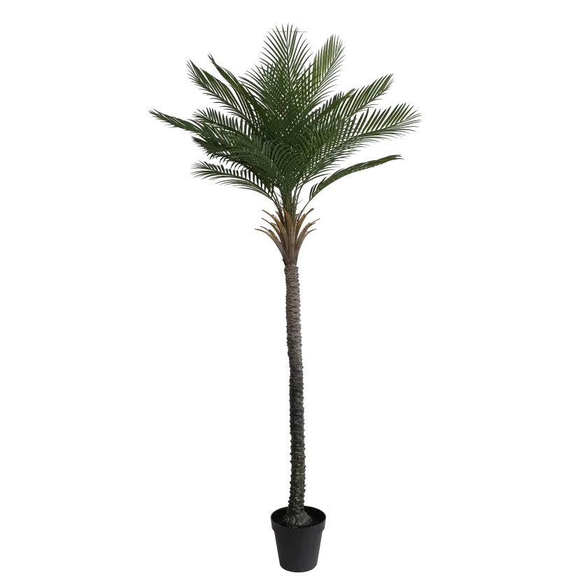 Cvijet PALM TREE