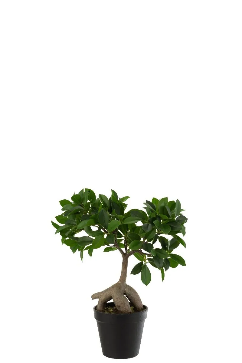 Dekorativna biljka GINSENG