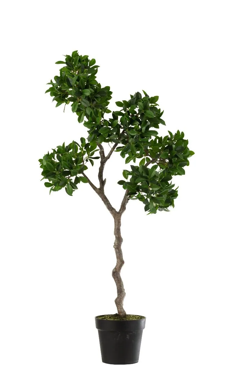 Dekorativna biljka GINSENG
