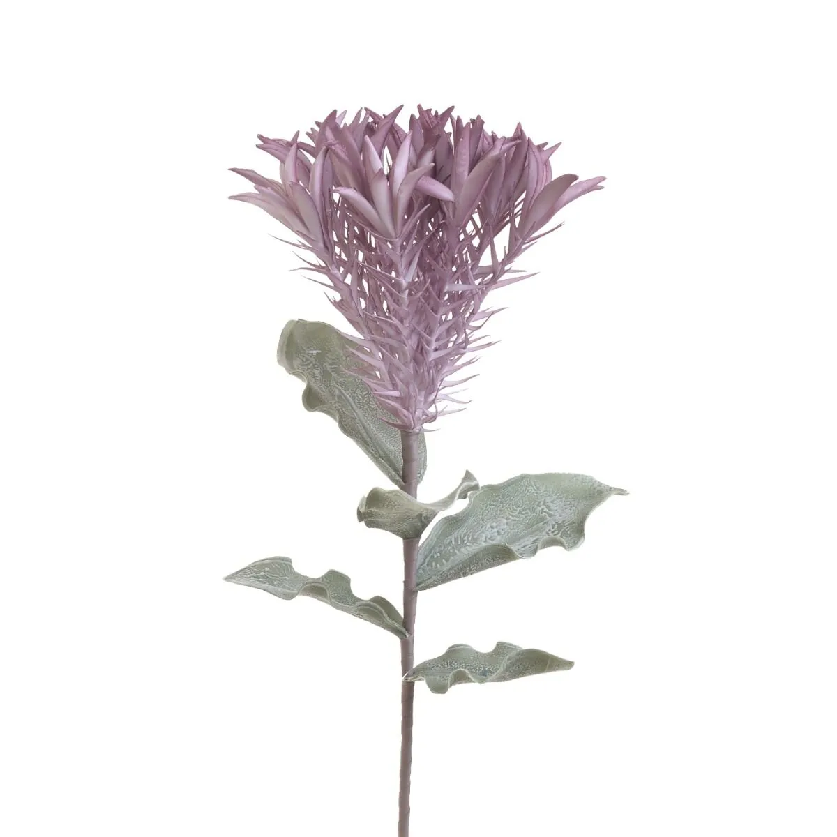 Kapla ASTRA